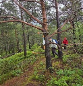 En persom som er ute i skogen og leter etter stolper på stolpejakten