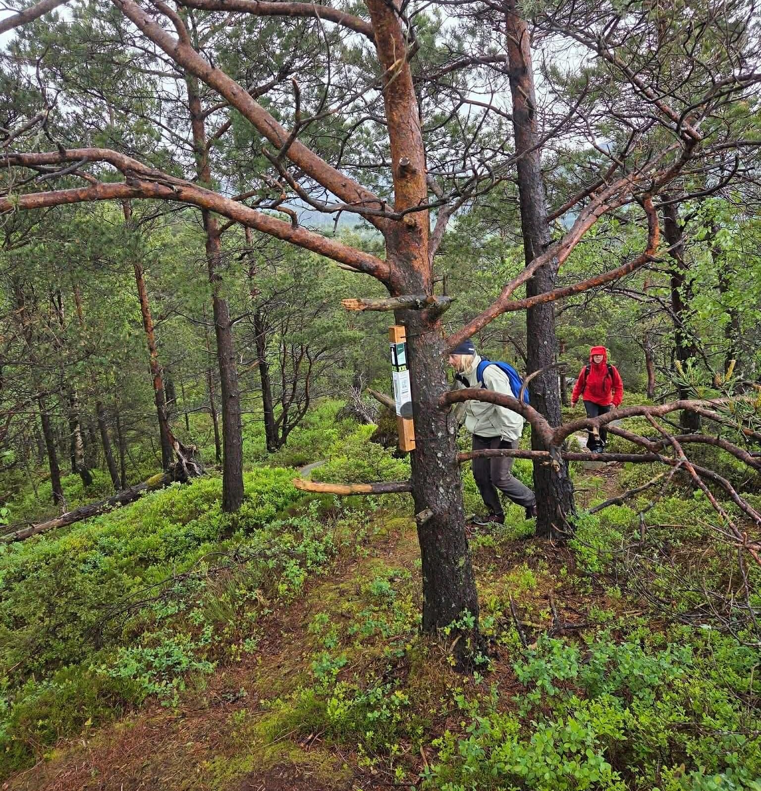 Stolpejakten i Bergen Vest og Øygarden trenger flere støttespillere