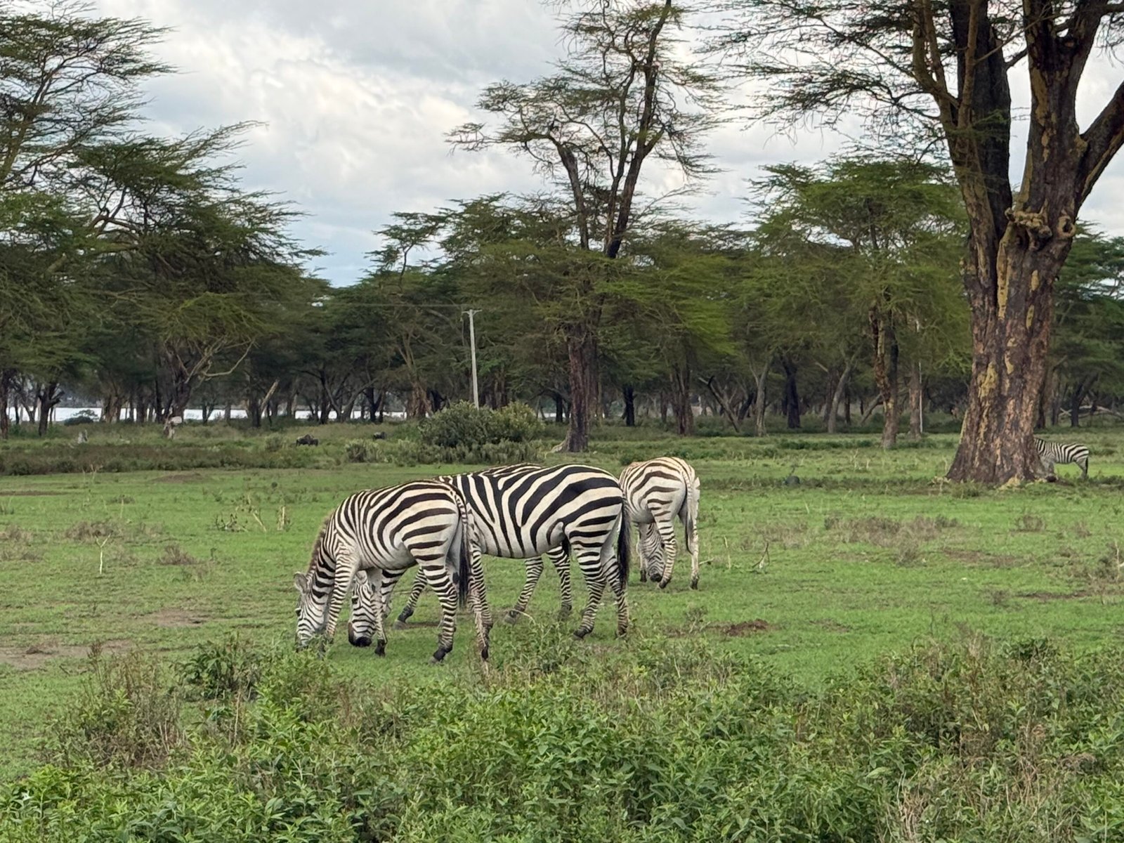 Zebra langs veien i Kenya